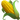 🌽